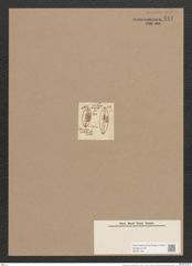 Navicula lyra var. elliptica Möll. (de-Toni-Nr.: Genus 1, Species 327) Zeichnungen Sammlung Grunow Nr. 744 (NHMW-BOT-W0367134)